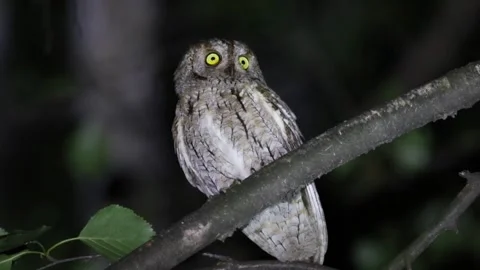 Eurasian scops owl, Otus scops. Late evening, a bird sits on a branch, watc.. Stock Footage 319319511
