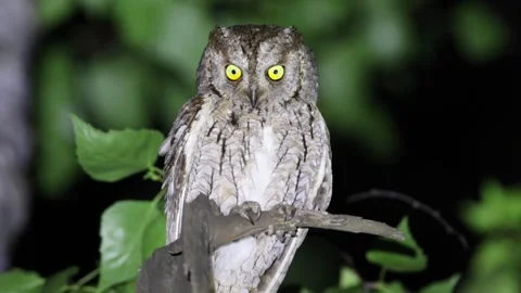 Eurasian scops owl, Otus scops. A bird sits on an old broken tree trunk Stock Footage 319319539
