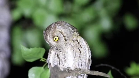 Eurasian scops owl, Otus scops. A bird sits on an old broken tree trunk, lo.. Stock Footage 319319551