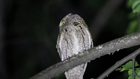 Eurasian scops owl, Otus scops. A beautiful bird sits on a tree Stock Footage 319319554