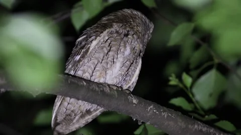 Eurasian scops owl, Otus scops. At night, the bird sits on a branch, looks .. Stock Footage 319319603