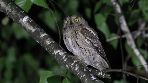 Eurasian scops owl, Otus scops. At night, the bird sits on a branch and sin.. Stock Footage 319319604