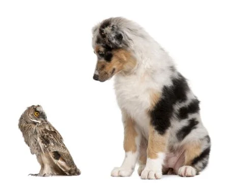 Eurasian Scops-owl, Otus scops, 2 months old, and Australian Shepherd dog in fro Stock Photos