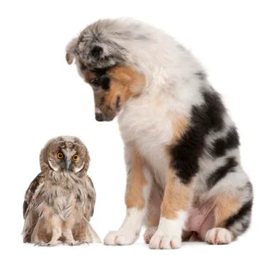 Eurasian Scops-owl, Otus scops, 2 months old, and Australian Shepherd dog in of Stock Photos