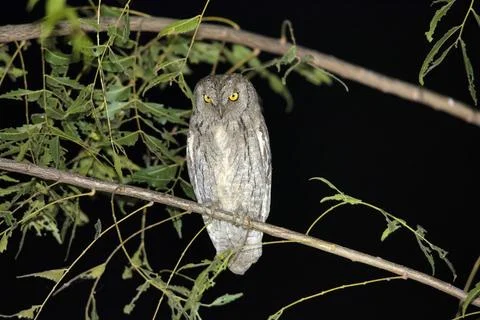 Eurasian Scops Owl, Otus Scops, Bhigwan, Solapur, Pune, Maharashtra, India Stock Photos