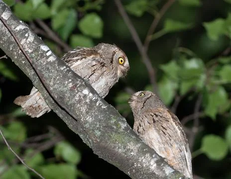 Eurasian scops owl pair with open beaks during courtship at night Fotos Stock