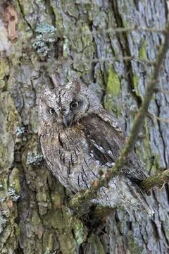 Eurasian Scops Owl perching on tree branch in Kubochna Stock-Fotos