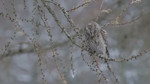 Eurasian scops owl sitting on a tree branch Stock Footage 322099957