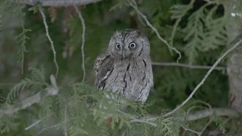 Eurasian scops owl sitting on a tree branch Stock Footage 322102389