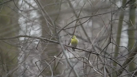 Eurasian Siskin Bird Perched on a bare tree branch, Resident bird at Winter Vidéo 275387672