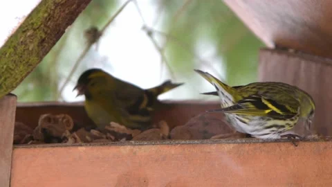 Eurasian siskin in the feeder, close-up Stock-Footage 238466764