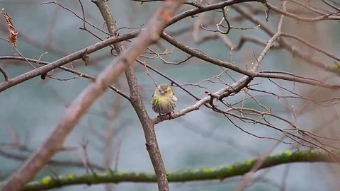 Eurasian siskin Stock Footage 122501819