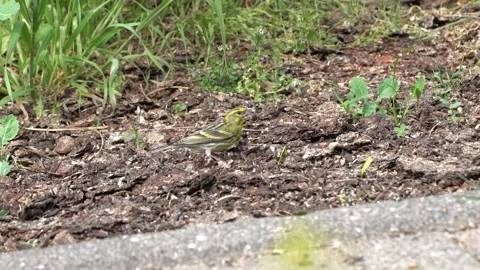 Eurasian siskin Stock Footage 131864972