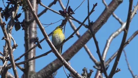 Eurasian Siskin Stock Footage 332734390