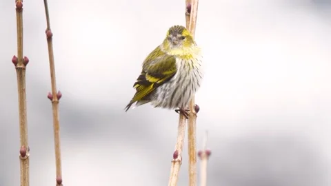 Eurasian Siskin Stock Footage 333111043