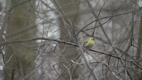 Eurasian Siskin Pearched on Bare Tree Branch, Resident Bird at Winter, Portrait Stock Footage 276365439
