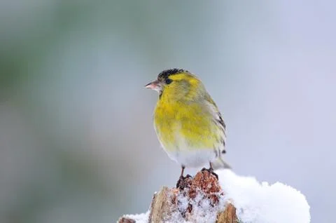 Eurasian siskin Stock Photos