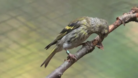 Eurasian siskin (Spinus spinus) digging food on branch Stock Footage 292613768