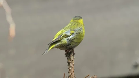 Eurasian siskin (Spinus spinus) singing on top of a branch Stock Footage 295335437