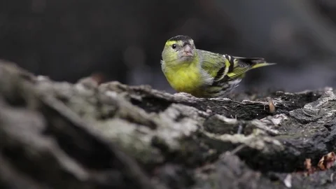 Eurasian siskin on tree Stockbeeldmateriaal 72685396