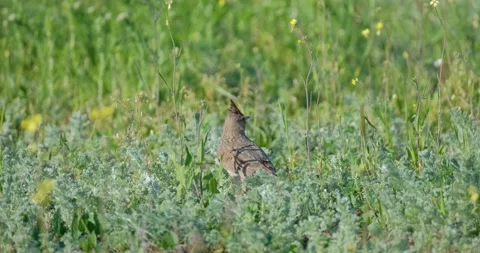 Eurasian skylark bird Stock Footage 162808355
