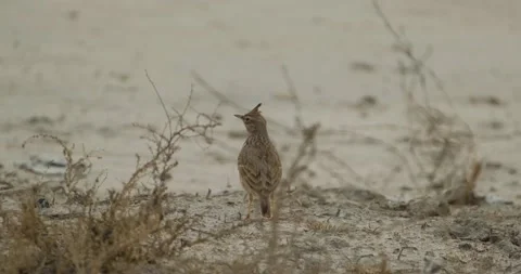 Eurasian skylark bird Stock Footage 162808377