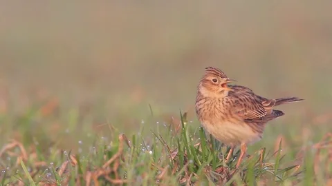 Eurasian Skylark bird singing in the grass at sunrise Stock Footage 74253801