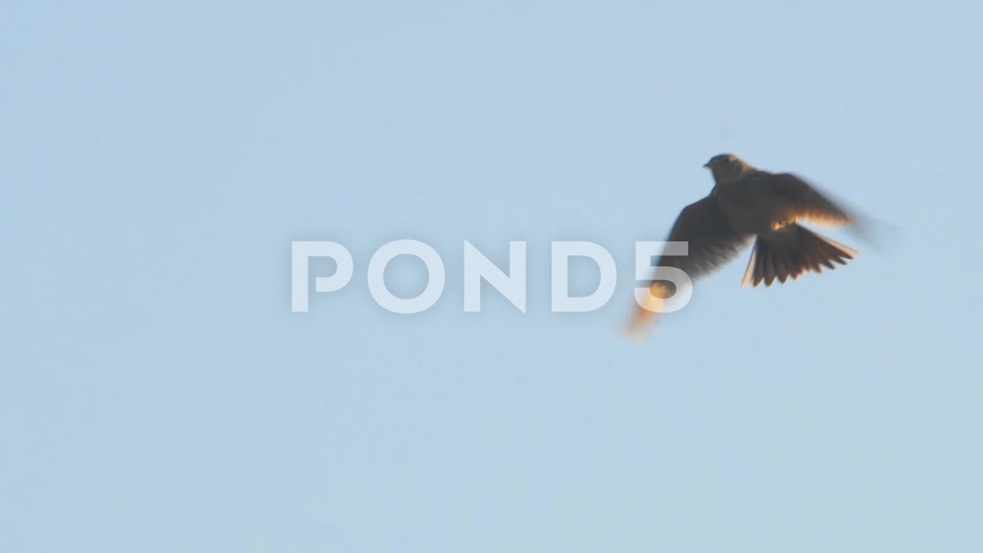 Skylark Stock Video Footage Royalty Free Skylark Videos Pond5