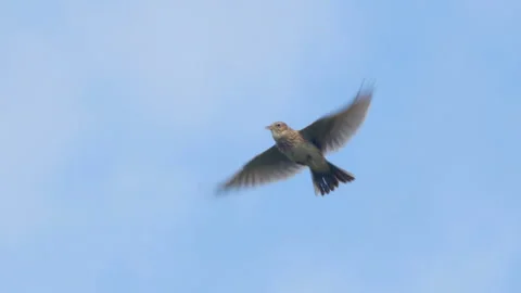 Eurasian skylark. Singing bird in flight. Slow motion. Stock Footage