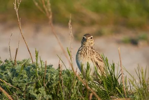 Eurasian skylark sits in the thick grass and looks straight into the camera l Stock Photos