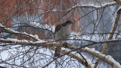 Eurasian sparrowhawk (Accipiter nisus) eats a bird on the branch Vídeos de archivo 300420735