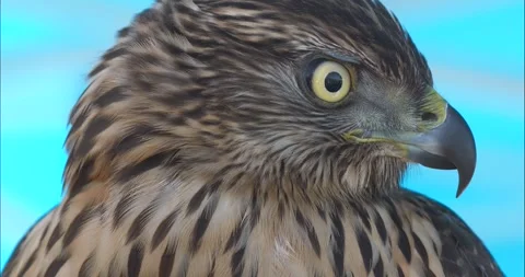 Eurasian Sparrowhawk Stock Footage 331513971