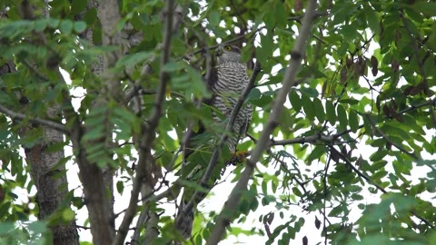 Eurasian Sparrowhawk Vídeo Stock 334812587