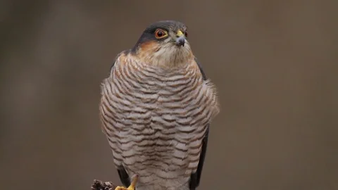 Eurasian sparrowhawk in the forest Stockbeeldmateriaal 71678464
