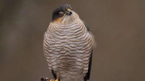 Eurasian sparrowhawk in the forest Stock Footage 71681224