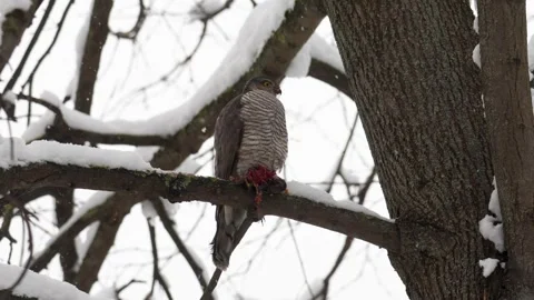 Eurasian sparrowhawk sits on a tree branch and eats a caught bird Видео 306372583