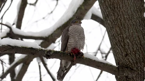 Eurasian sparrowhawk sits on a tree branch and eats a caught bird Видео 306372590