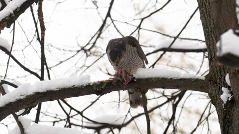Eurasian sparrowhawk sits on a tree branch and eats a caught bird Stock Footage 306372686