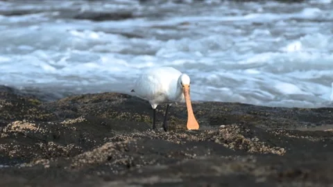 Eurasian Spoonbill bird with ocean waves in Tenerife Stock Footage 334975111