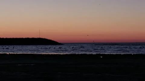 Eurasian Spoonbill flock wading in water at sunset, tilt up, 4k Stock Footage 231605853