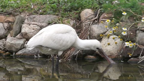 The Eurasian spoonbill Video stock 107683731