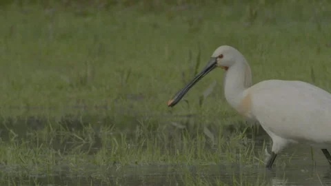 Eurasian spoonbill foraging in spring forest Stock Footage