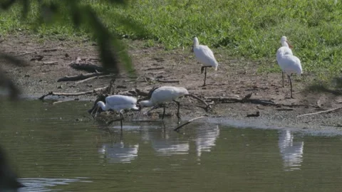 Eurasian Spoonbill Foraging In Spring Pond, 4k Stock Footage 231343112