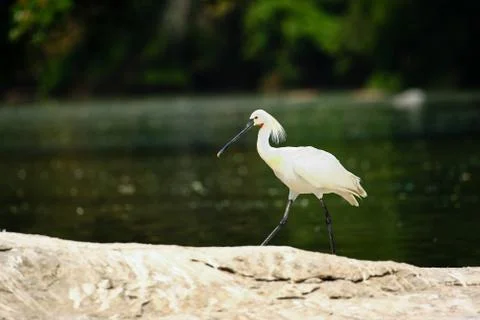 Eurasian Spoonbill Stock Photos