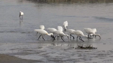 Eurasian Spoonbills foraging Stock Footage 147724074