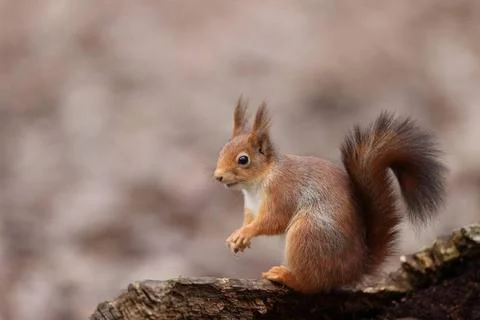  Eurasian squirrel Eurasian squirrel in a park in Paris, Ile de France, Fr... Foto stock