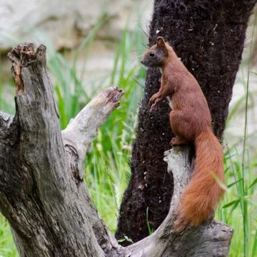 Eurasian squirrel Stock Photos