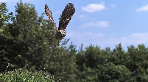 Eurasian Tawny Owl, strix aluco, Adult in Flight, Normandy, Slow motion Stock Footage