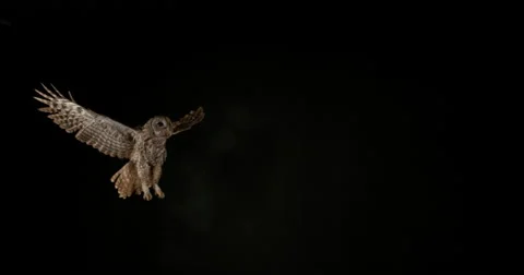 Eurasian Tawny Owl, strix aluco, Adult in Flight, Normandy, Slow motion 4K Stock Footage