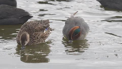 Eurasian Teal Stock Footage 332155884